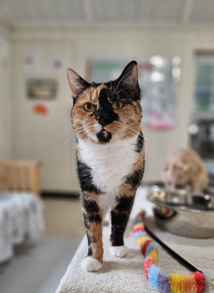 Maple strutting towards the camera, the background is blurred. You can still see Carver scarfing down some kibble