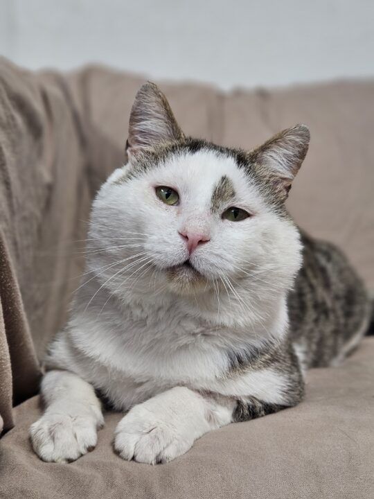Jolly ahh cat (his name is Sweet Cheeks and he's happily FIV+ and up for adoption!)