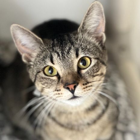 Darlene (Brown tabby with yellowish eyes)