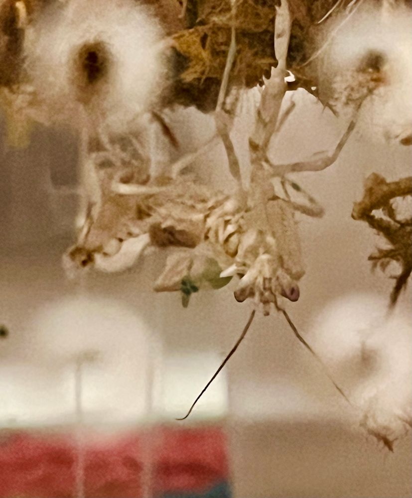 Salt; an ADULT! Spiny Flower Mantis hanging from a moss vine. Freshly molted and wings still not dry and unfolded yet. 