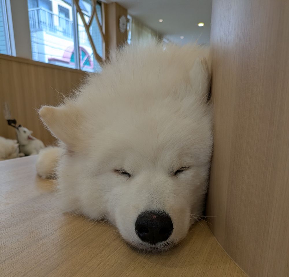 壁に寄りかかりながら腹ばいでウトウトするサモエド