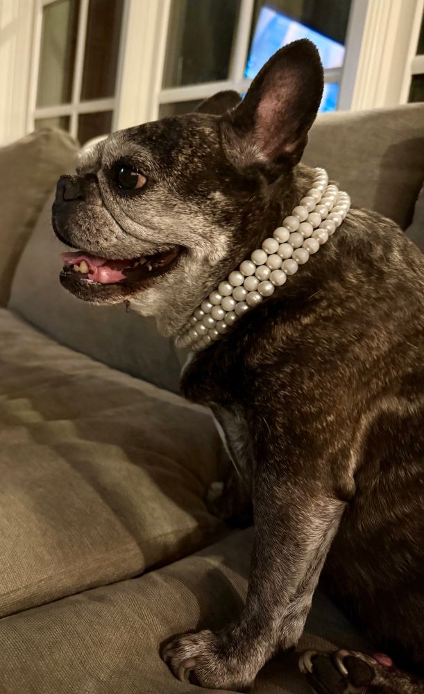 Old queen Frenchie girl with pearls 