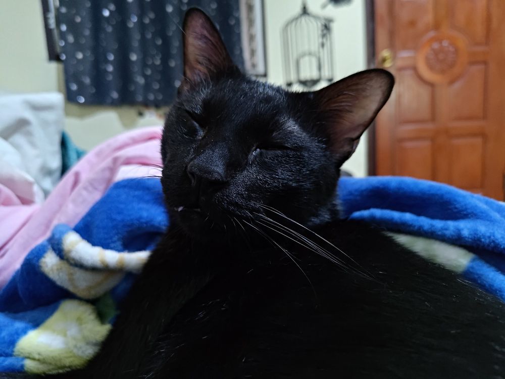 ภาพแมวดำหลับตาพริ้ม