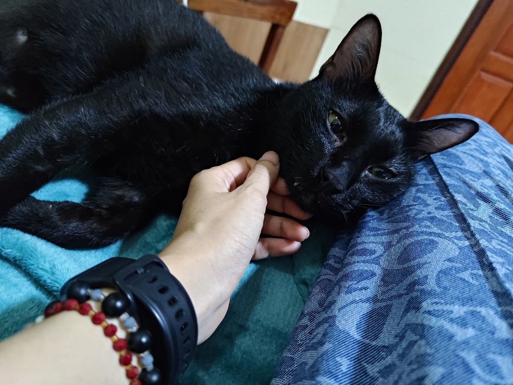 แมวดำโดนเกาคาง