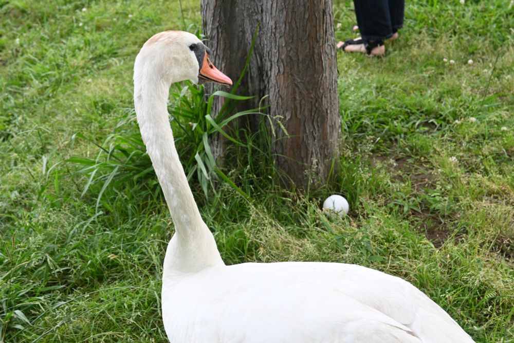 鳥の写真。
後ろを振り向くおそらくハクチョウ。