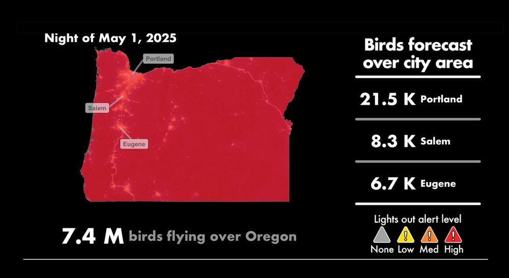A map of Oregon showing a red alert (the entire map is red) for the huge number birds that will be migrating through Oregon skies the night of May 1st. 7.4 million birds! The number of birds forecasted to fly over Portland is 21.5K; Salem is 8.3K; and Eugene is 6.7K.