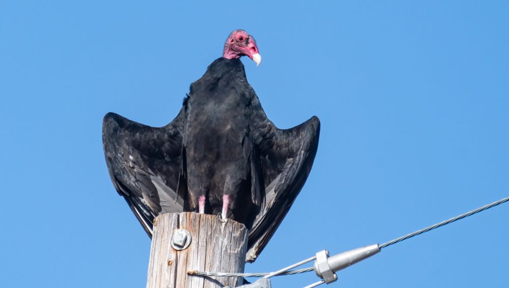 Turkey Vulture sunning itself, photo by Wendy Miller