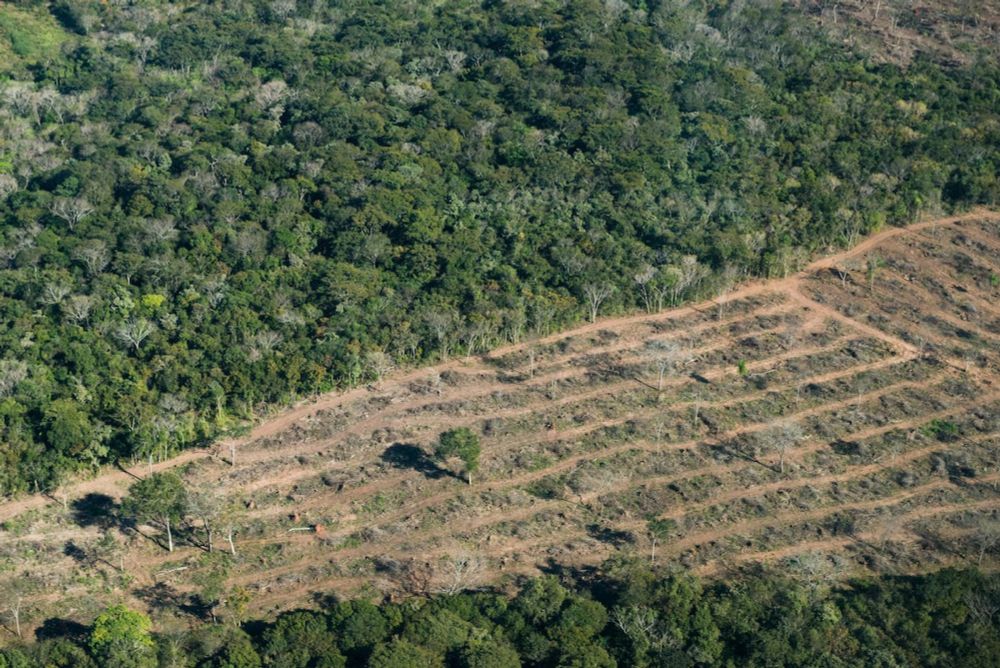 La Comisión Europea cede a las presiones y aplaza un año la ley pionera contra la deforestación mundial