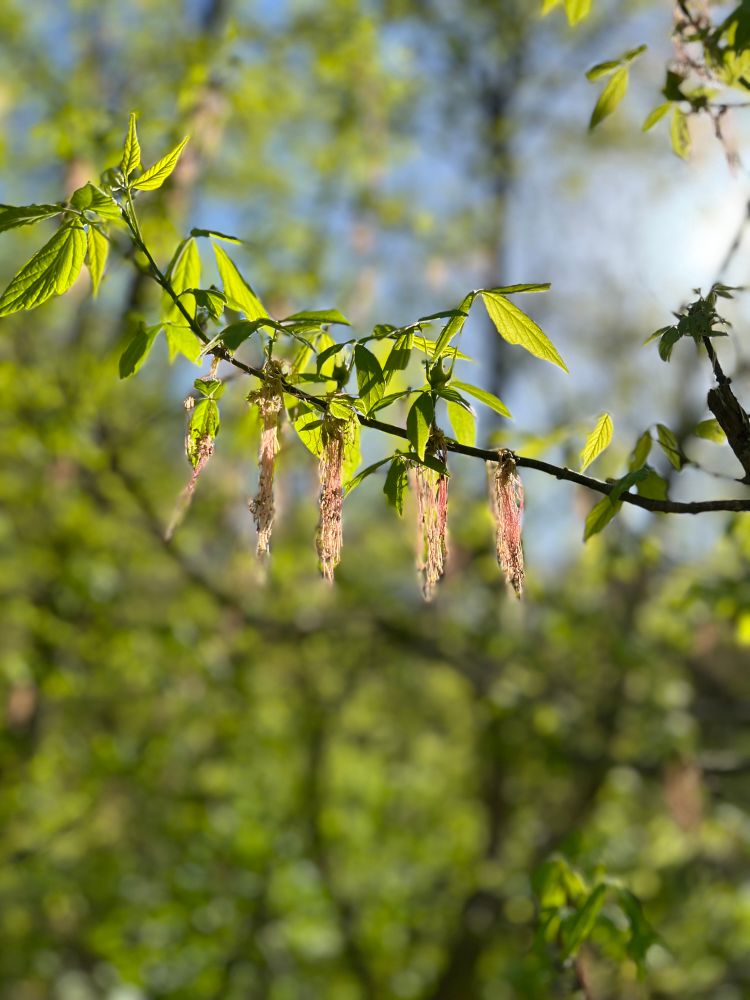 A close-up of a Box Elder (Acer negundo) branch with fresh green leaves and dangling catkins, illuminated by sunlight. The catkins, which are slightly reddish and beige, hang gracefully from the branch, indicating early spring growth. The background consists of blurred green foliage and a bright blue sky, creating a soft, natural atmosphere.