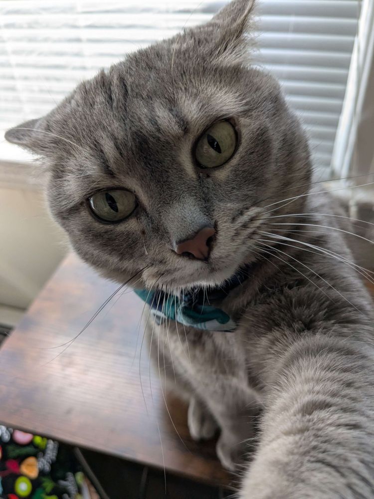 A gray tabby cat. Her paw is reaching towards the camera, and her ears are pointed back in an intense expression.