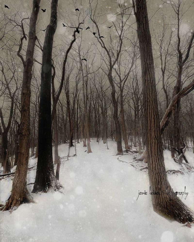Painterly Snowy woods photograph 