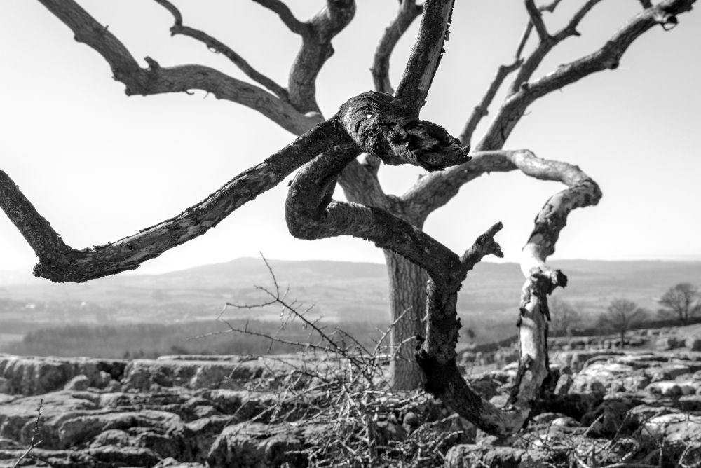 A black and white photo of a dead ash tree against a bright sky. Branches twist and reach out towards the viewer.