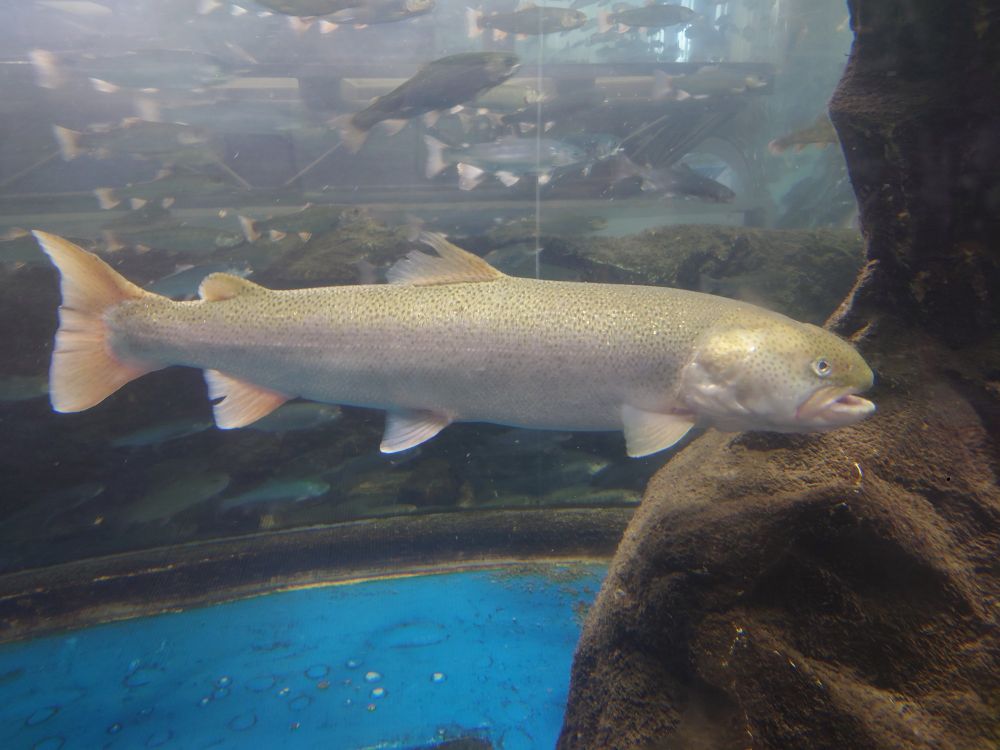 イトウさん、想像以上に大きかった