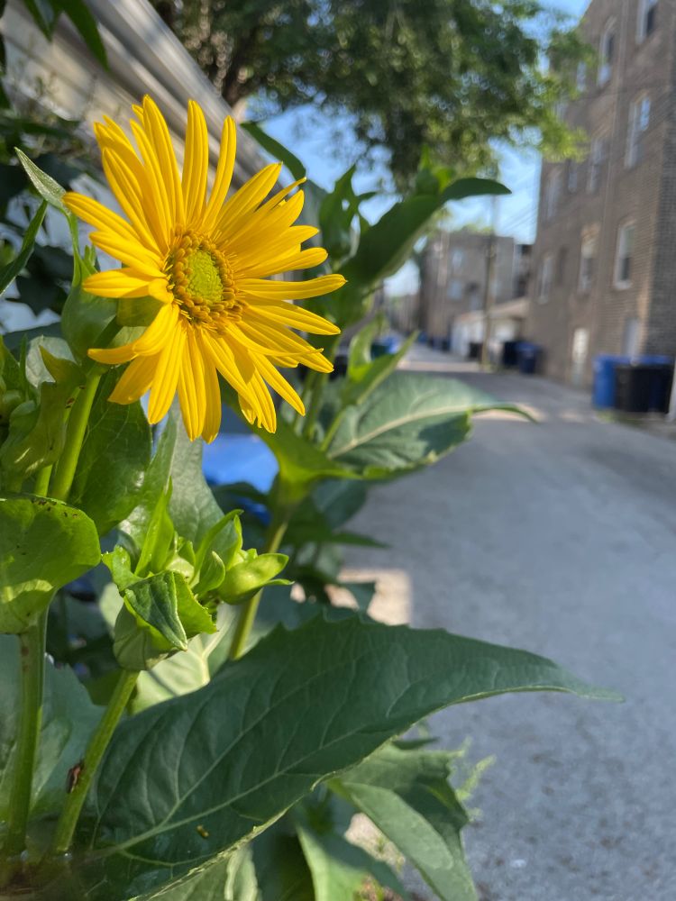 Beautiful yellow sunflower brightens an otherwise drab Chicago residential alley. 