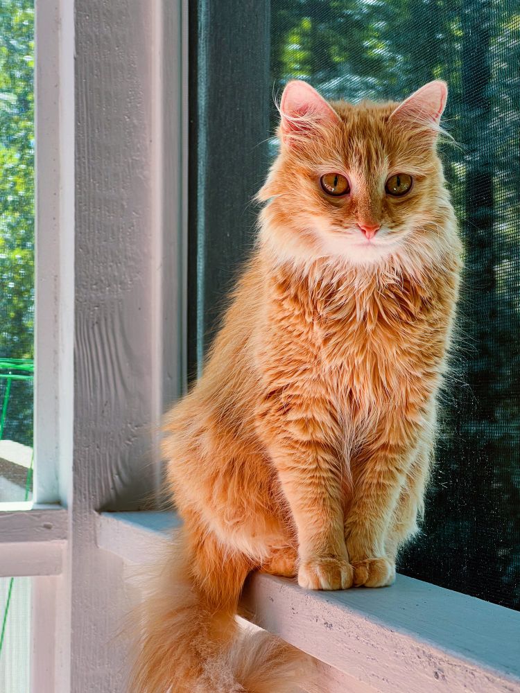 I am most definitely NOT starting a cat portrait business.