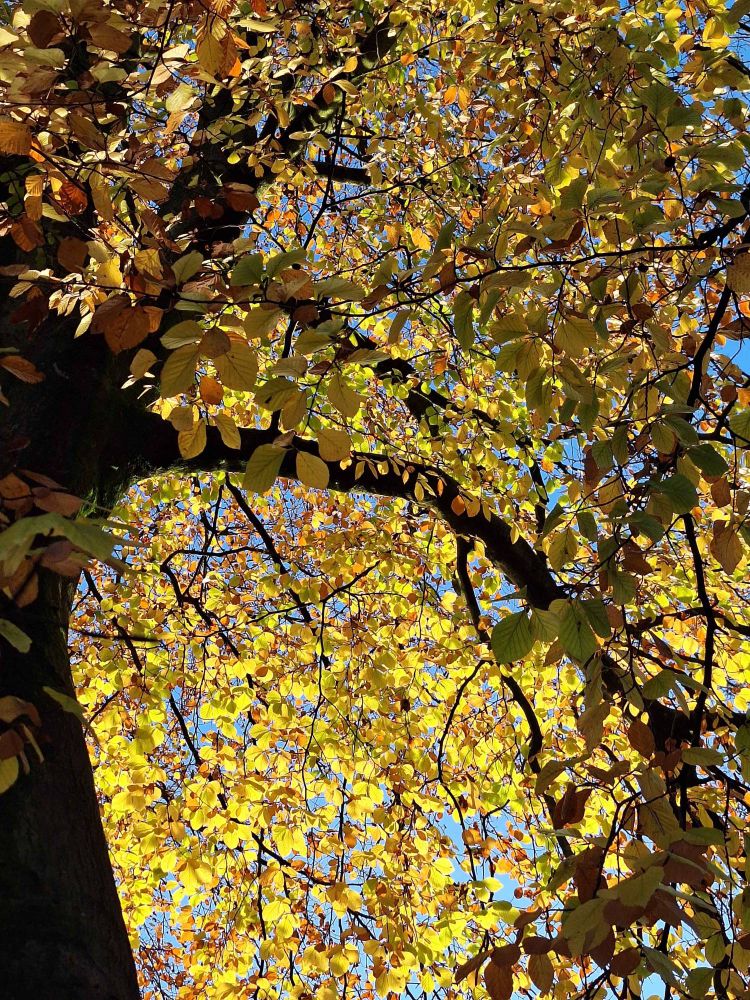 A photograph of a large tree with small, rounded leaves with pointed ends. The leaves have turned yellow, golden and ange, with only a hint of green left. A blue sky is just visible behind the mass of leaves.