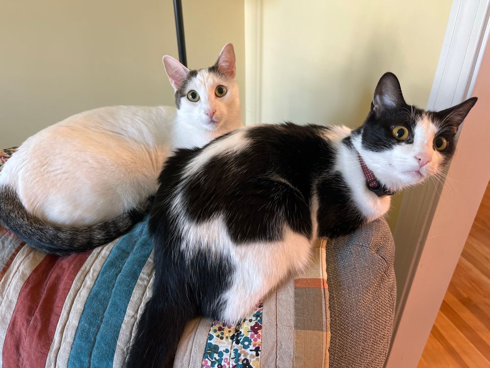 The image shows two domestic short-haired cats resting on a patterned surface that appears to be a blanket or cushion. The cat in the foreground is primarily black with significant white patches, particularly on its belly, chest, and paws. It has a distinctive black mask-like marking around its eyes and a pink collar with a small tag visible around its neck. Its tail is black, and its body is oriented away from the viewer, with its head turned to the right, looking slightly upwards and to the side with wide, attentive eyes.
Behind and to the left of the black and white cat is another cat, predominantly white with some gray or light brown markings on its head and tail. Its tail, visible on the left side of the frame, is a darker gray with subtle rings. This cat is looking directly at the viewer with bright green eyes. Its body is mostly white and appears relaxed.
The surface they are on features a striped pattern with muted colors like blue, red, brown, and cream, transitioning to a floral pattern with small, colorful blossoms on a darker background on the right side of the image. The background behind the cats is a plain, light-colored wall, possibly pale yellow or beige, with a hint of a dark, vertical object (perhaps a lamp stand) on the left. The lighting is bright and even, highlighting the cats' fur and the patterns of the fabric.
