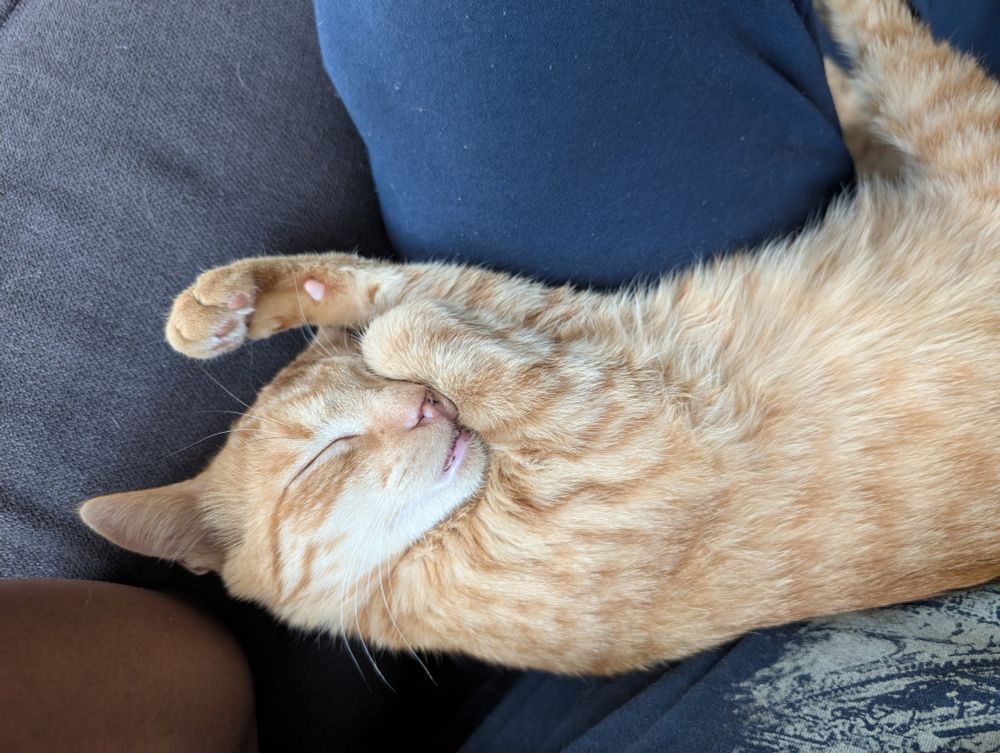 Gigabyte asleep on my lap with his front paws in the air. Looks like he's having a vivid dream