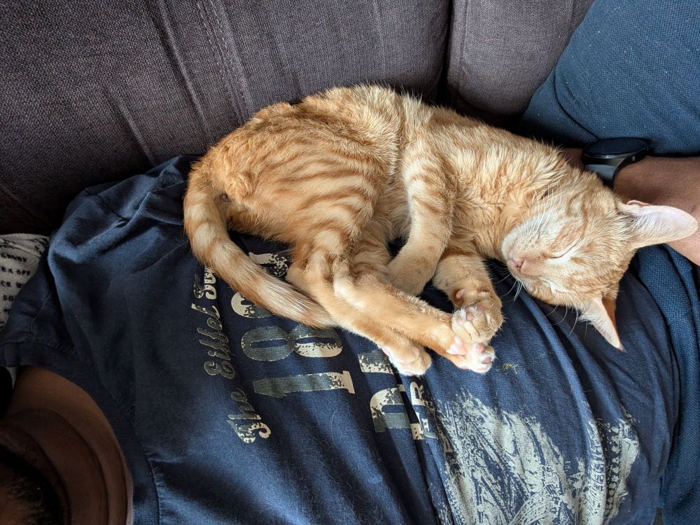 Gigabyte asleep on my chest and belly as I take a nap on my sofa