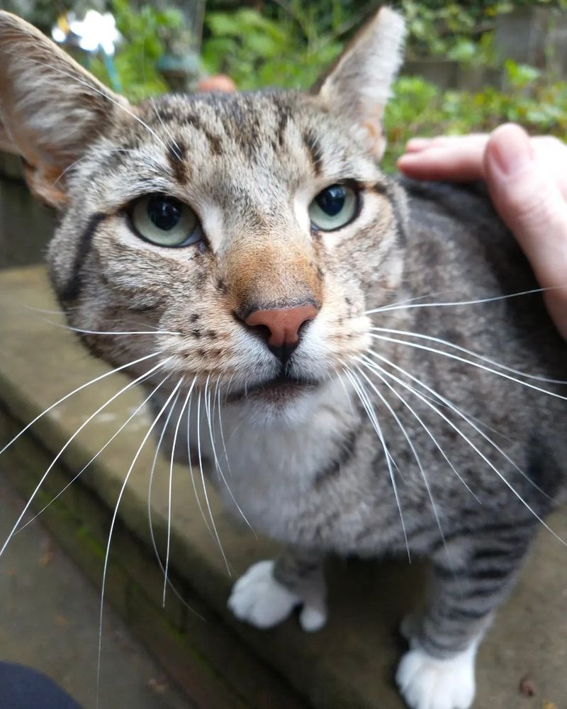 Lanky the backyard tiger, a big polydactyl (he has "thumbs") gray cat with stripes. He lives in our backyard and my wife and kid built a small shelter for him.