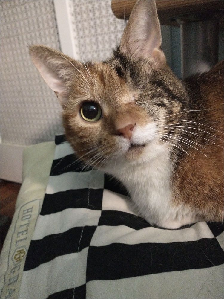 Winky the Pirate Cat, one-eyed wonder of the sea lanes, settled on a pillow with a black and white checkerboard case. 