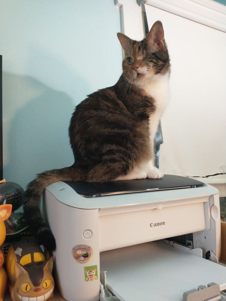 Winky the Pirate Cat on a printer