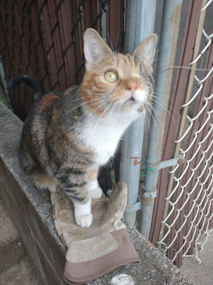Winky outside our house standing on a work glove on a cement partition between houses. She's a little cat with one eye, looking up and looking very adorable. May 2021. 