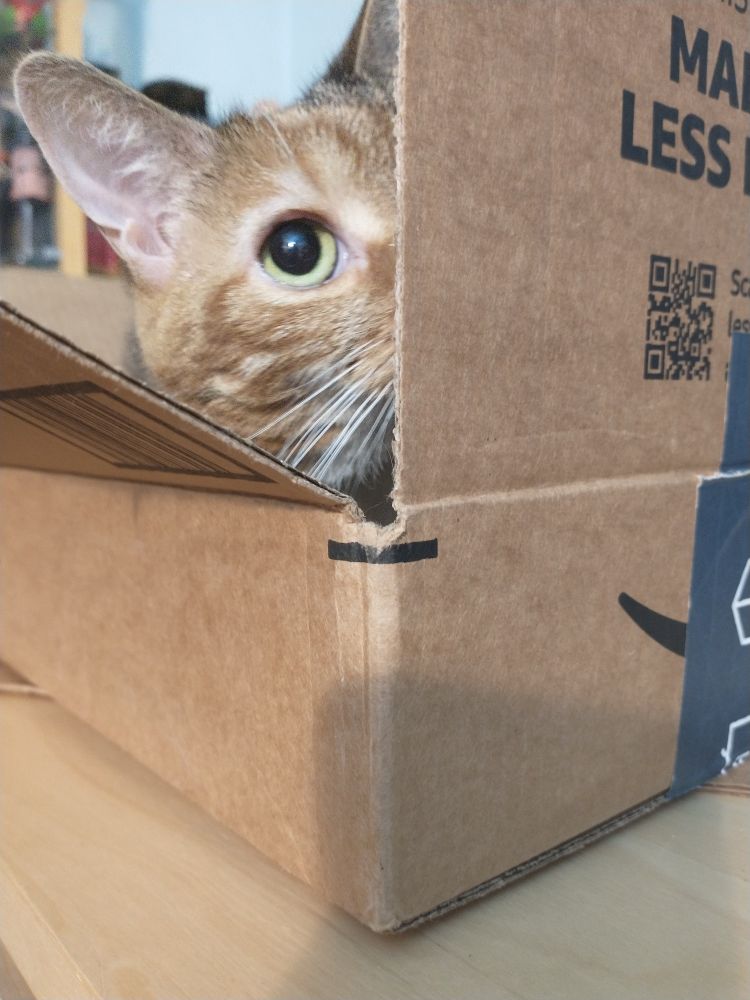 Winky the Pirate Girl, a cat in a box peeking out so only her one eye shows (she is missing her other eye, so only one eye ever shows). 