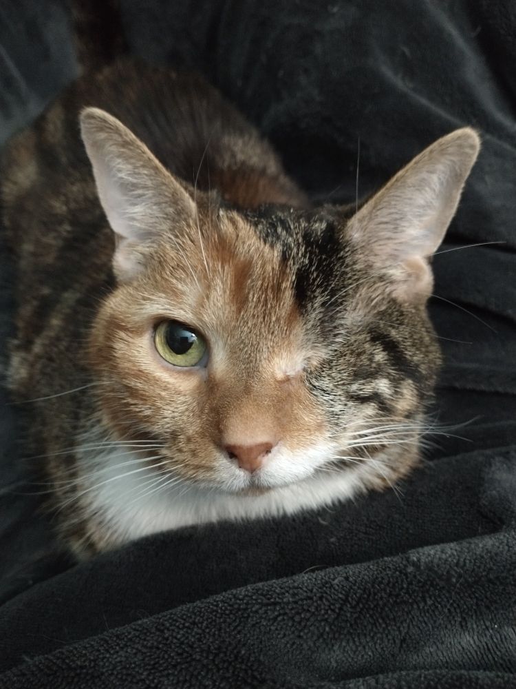 Winky the Pirate Cat. She only has one eye. Her right. She's a sweetheart and I love her. 