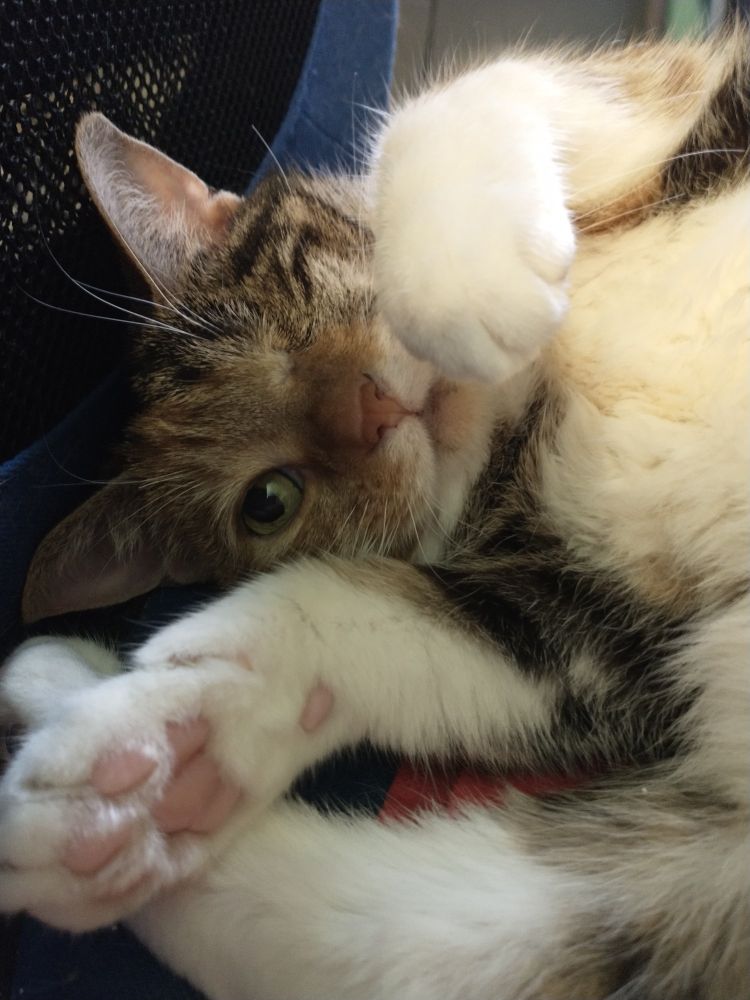 Winky the one-eyed pirate cat, on her side, reaching out. 