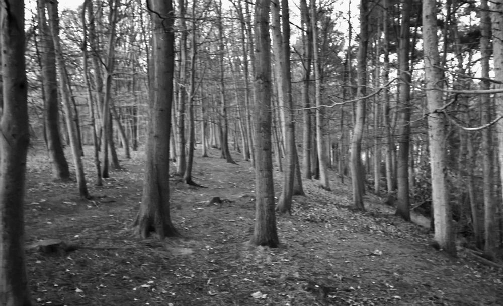 Monochrome image of bare beech trees in woodland 