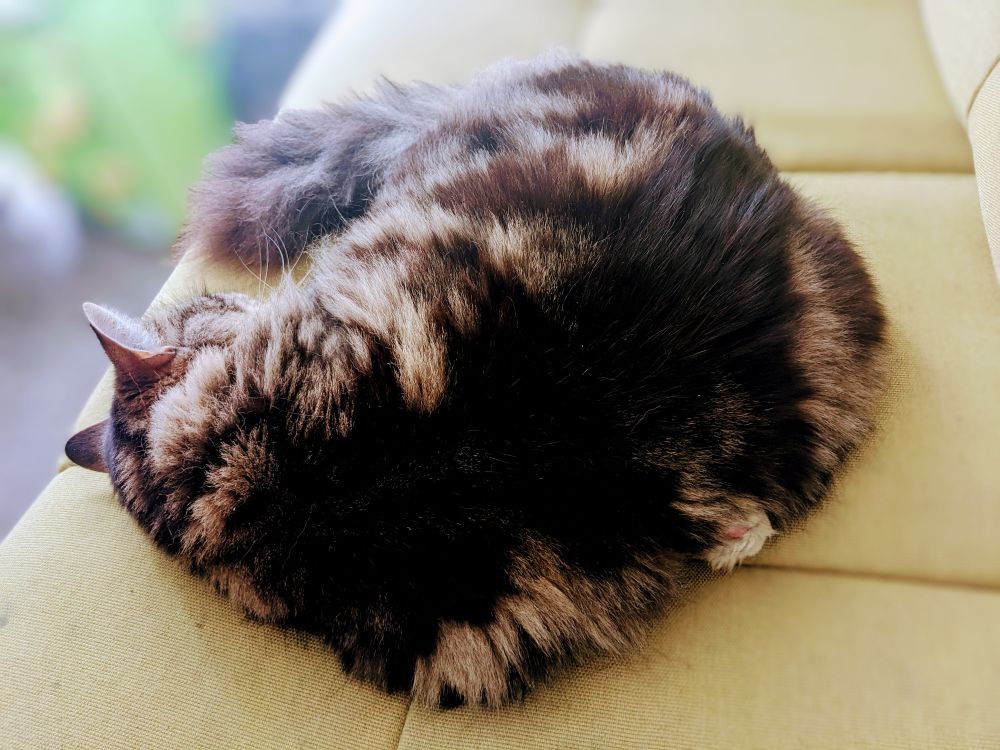 Big fluffy cat sleeping in donut mode with one front paw folded back and sticking out.