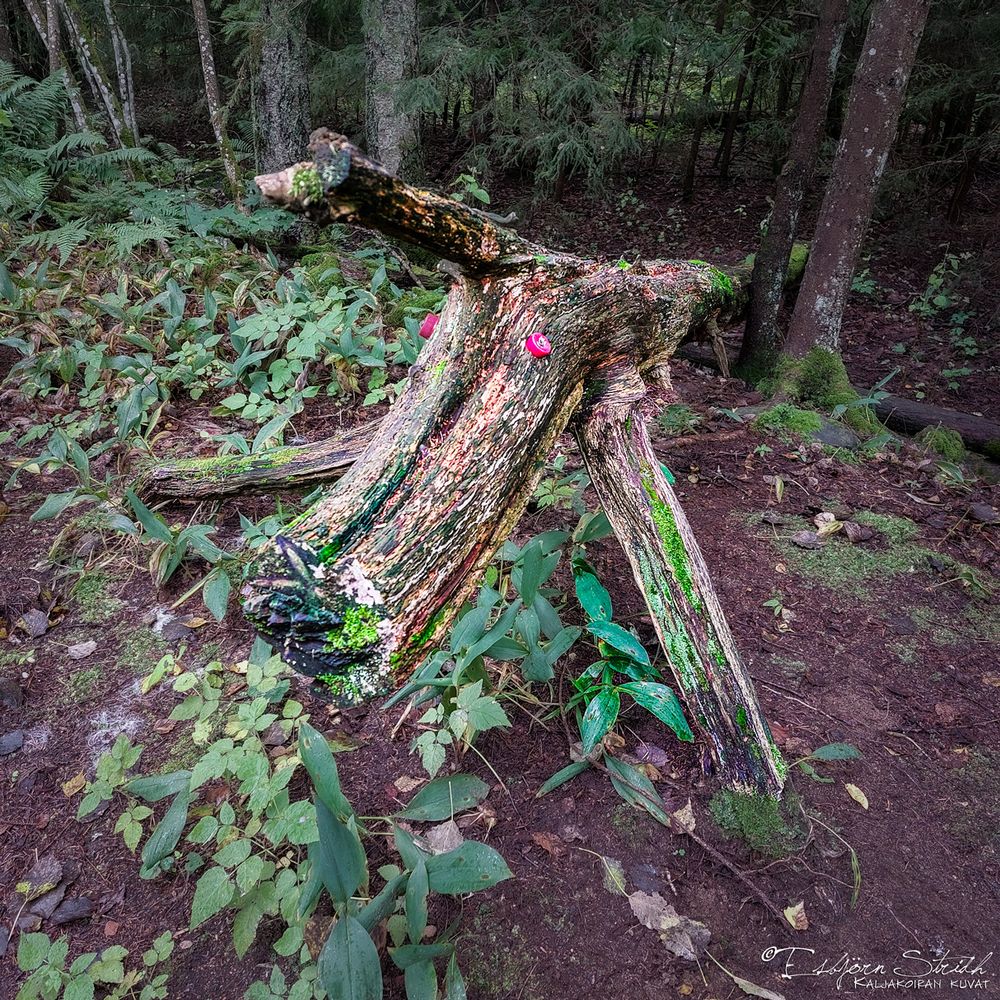 A weathered tree stump in a forest, shaped like an animal head with branches resembling legs. The wood is covered in colorful moss and lichen, with two small red caps attached that resemble eyes, giving it a whimsical, creature-like appearance. The ground around it is covered in green plants and leaves, with tall trees in the background.