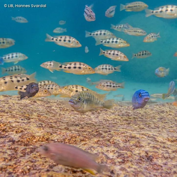 Various Malawi cichlids in the shallow waters of Otter Point, Malawi