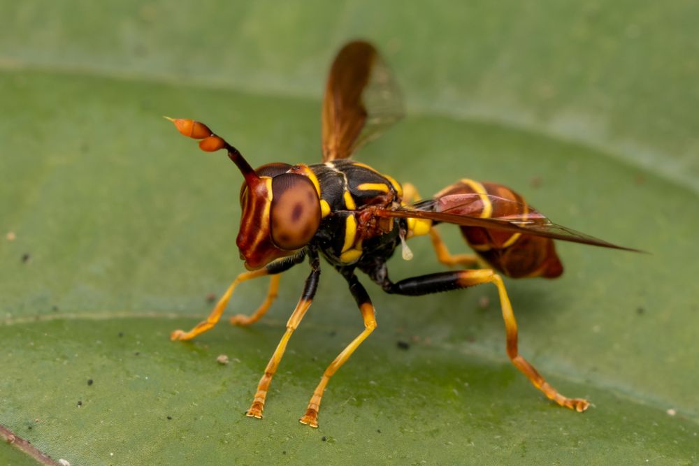 Caption: Male of Monoceromyia ndidiae new species observed at the National Botanical Garden Dr. Rafael María Moscoso. Copyright: Franklin Howley-Dumit Serulle
