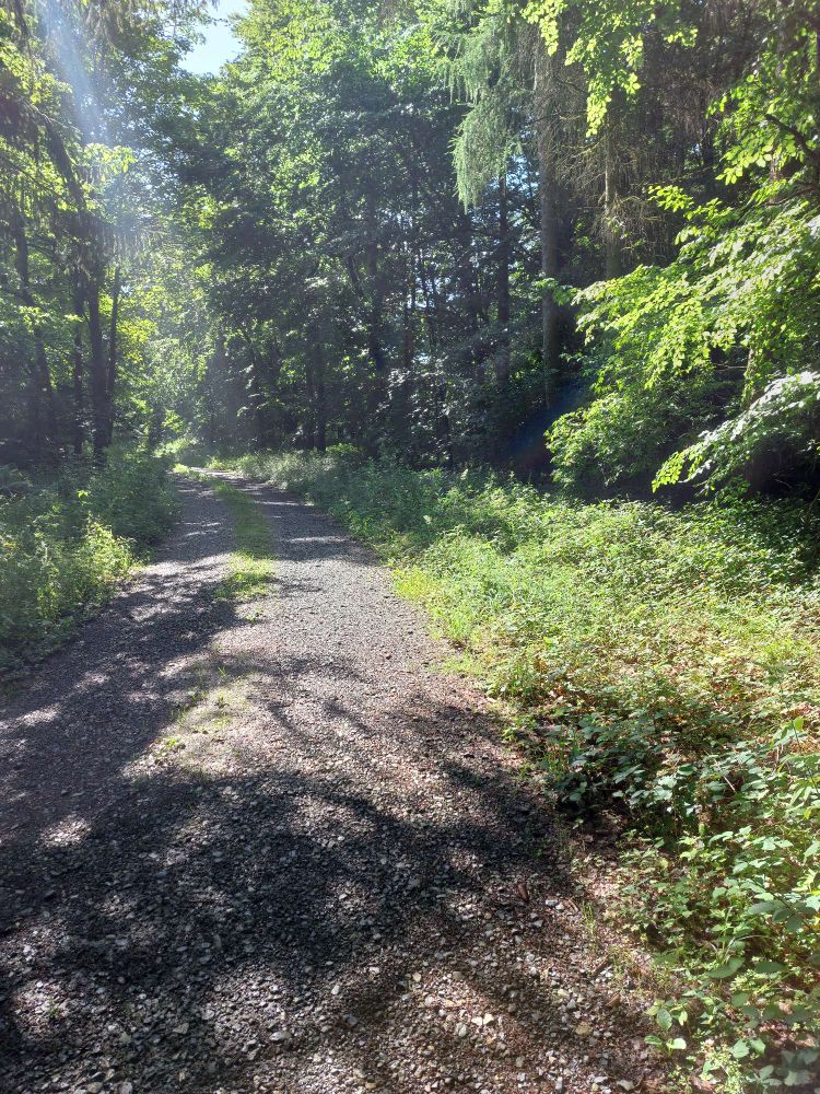 Ein leicht ansteigender Weg durch einen Laubwald.