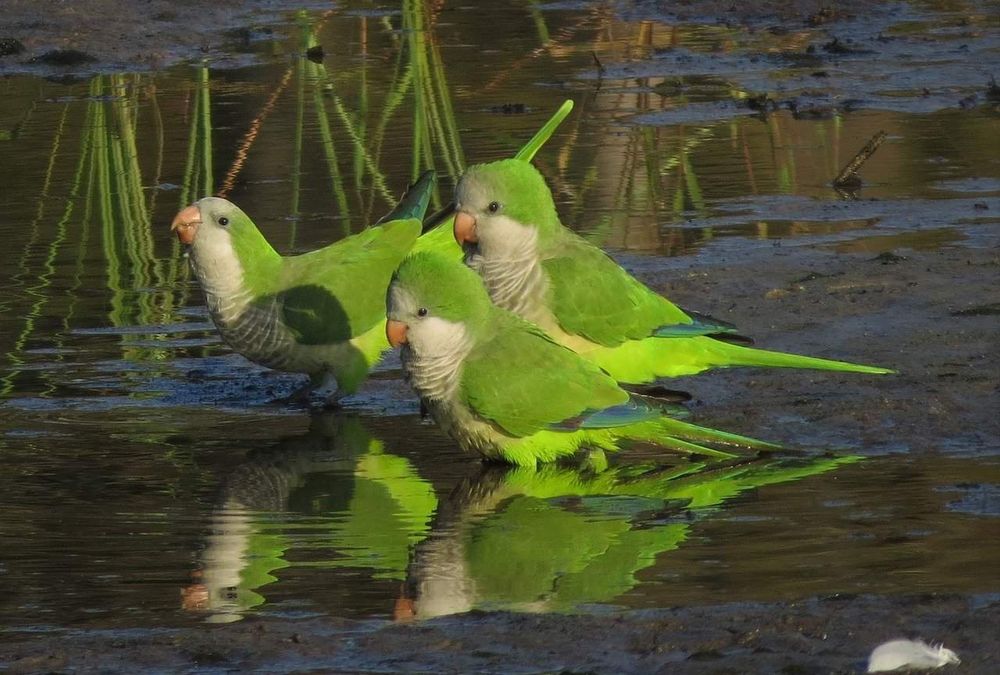 3 Quaker parrots in a pond