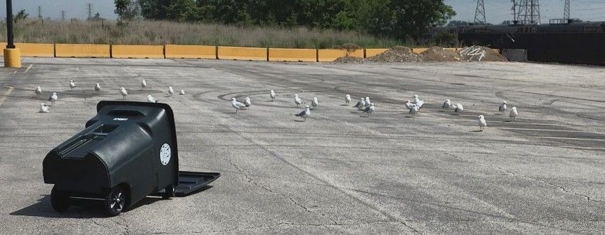 A flock of seagulls standing around in a parking lot. Nearby is an overturned trash bin.