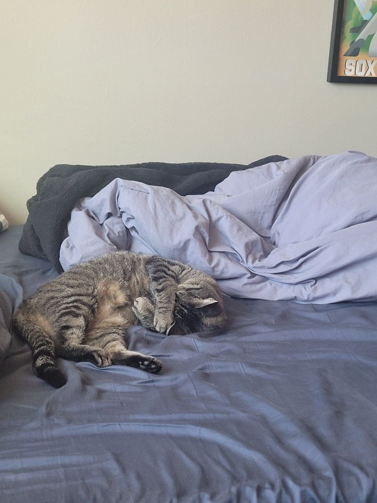 Polly covering her eyes with her paws