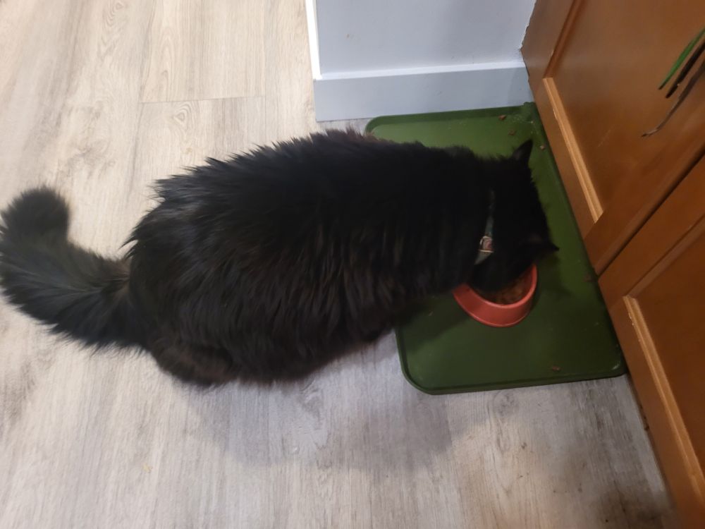 My friend's majestic long-haired black cat chowing down