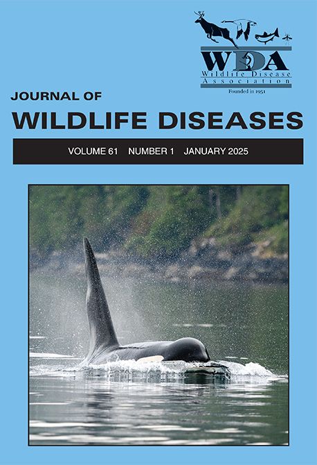 Exhaled breath of a killer whale surfacing 