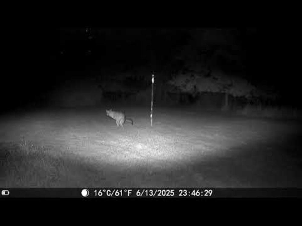 My backyard is an animal potty