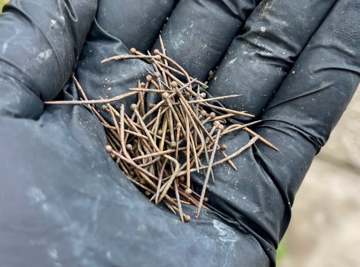 A handful of handmade brass dress pins seen posed against my black-gloved hand on the Thames Foreshore 