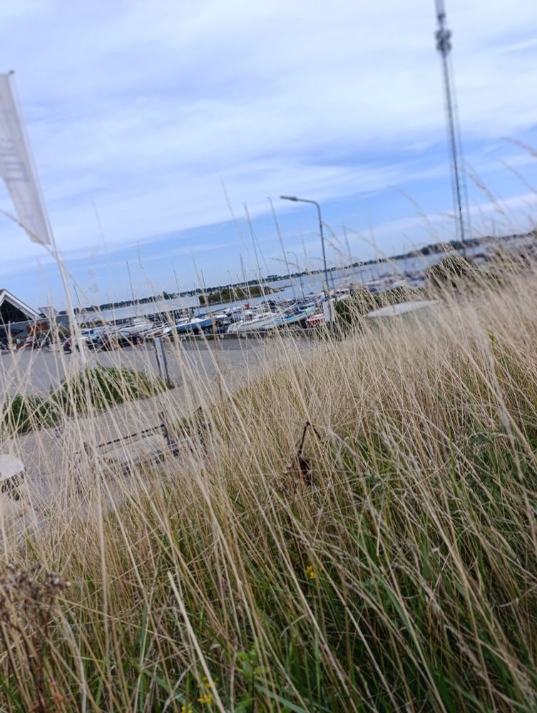 Foto mit hohen Gras im Vordergrund, im Hintergrund ein Ausschnitt eines kleinen Hafen mit angelegten Booten