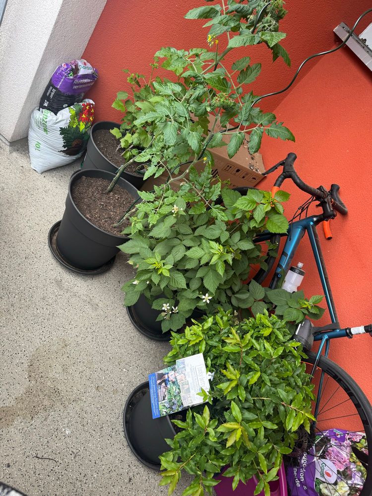 4 Pflanzen auf einem Balkon 