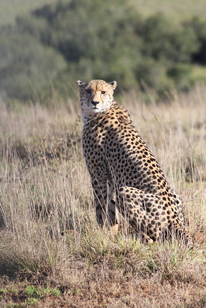 #InternationalCheetahDay #WorldWildlifeConservationDay #SaveTheCheetah
#CheetahConservation #Cheetah #EndangeredSpecies #WildlifeProtection #ProtectWildlife #BigCatConservation #WildlifePhotography #NatureLovers #KeepTheWildAlive #BornToBeWild #ConservationMatters #WildlifeTourism #LifeOnLand #ClimateAction #NatureConservation #Biodiversity #ActForWildlife #ConservationTravel #RegenerativeTravel #ImpactTravel #ResponsibleTravel #TravelForGood #EcoTravel #SustainableTravel #EcoTourism #TravelWithPurpose #EarthChangers