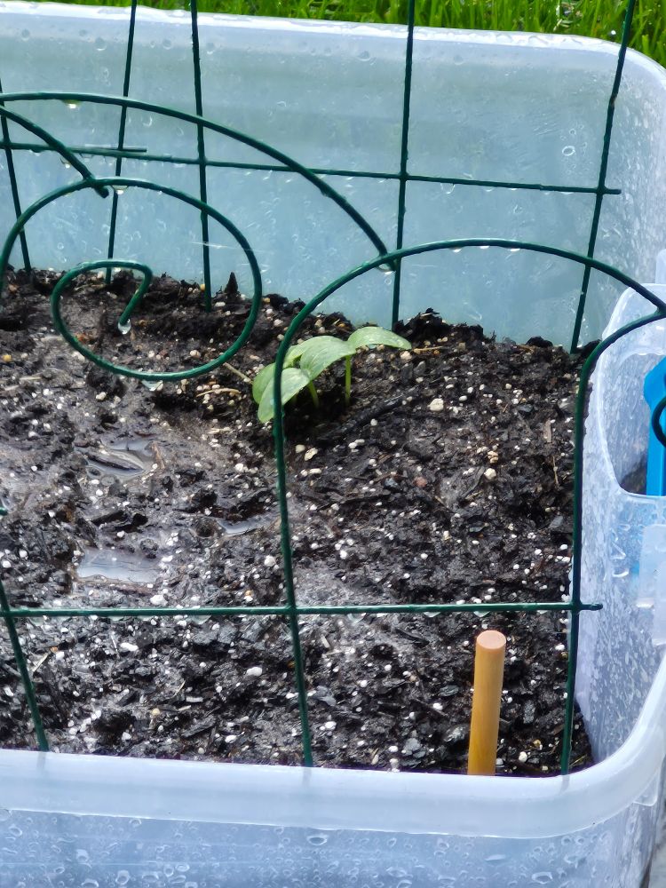 A tiny green plant sprout with three leaves sitting in a clear plastic tub of dirt.