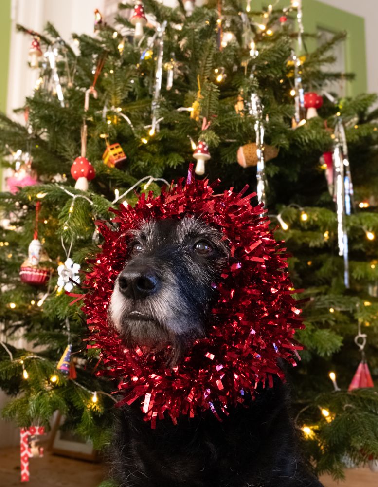 Our old black rescue dog stoically wearing a ring of old red tinsel so he looks like a lion with a decorated Christmas tree behind him 
