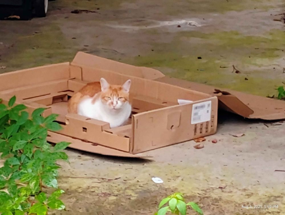 You are being stared down by a yellow and white cat, who is sitting in a monitor box. Idk why there's a bush to the left side of my carport. The concrete needs pressure washing, but that's Fall's problem. It's still sixty-five- bajillion degrees.