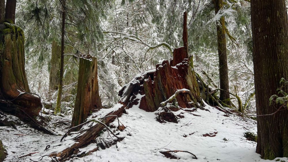 Jack Rabbit’s Palace filming location in Olallie State Park covered in a dusting of snow on February 26, 2024